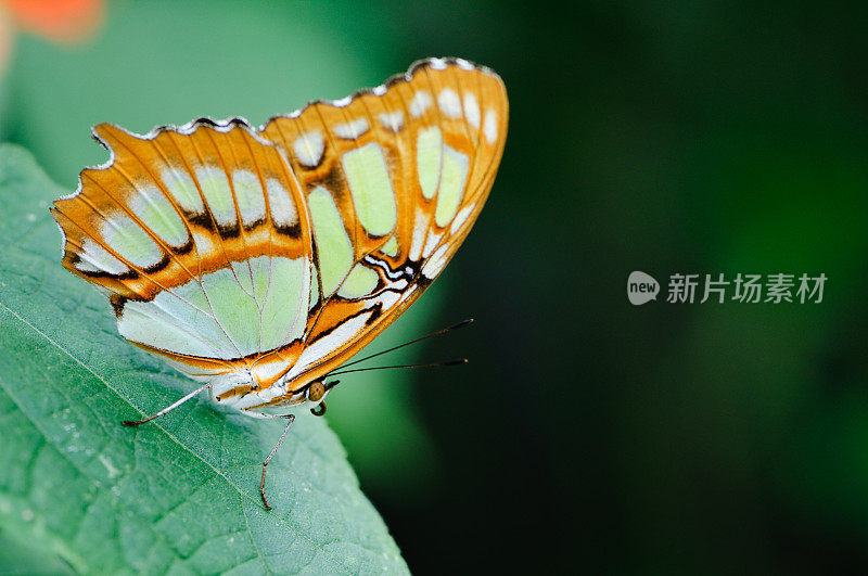 叶子上的孔雀石蝴蝶(Siproeta stelenes)